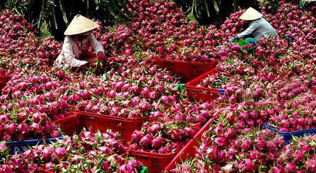 
 Thanh Long Việt Nam xuất khẩu sang Nhật Bản bị phát hiệ có dư lượng thuốc bảo vệ thực vật vượt ngưỡng quy định của thị trường này (ảnh minh họa)
