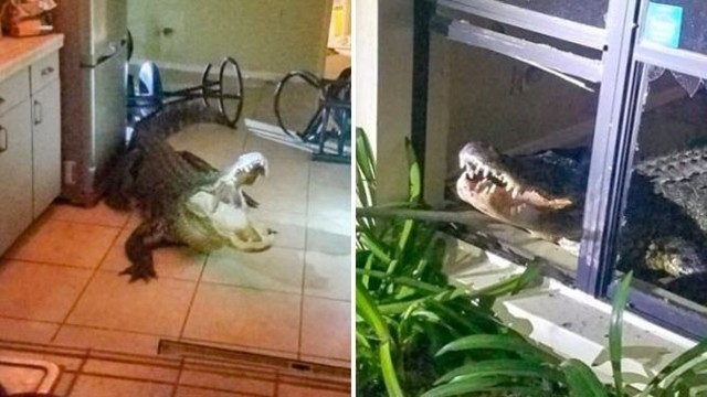 Con cá sấu đột nhập vào nhà một người phụ nữ ở Mỹ sau khi đập vỡ cửa sổ. Ảnh: Clearwater PD.