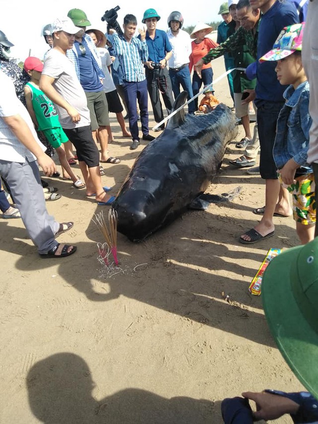 Cá voi nặng khoảng gần 1 tấn được người dân phát hiện tại bãi biển Xuân Thành.