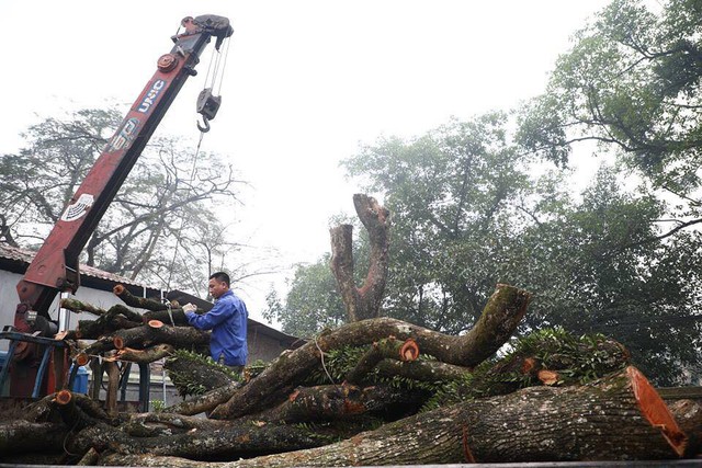 2 cây sưa trong chùa Phụ Chính được chặt hạ vào 8h15 sáng 27/1/2019. Ảnh: MĐ