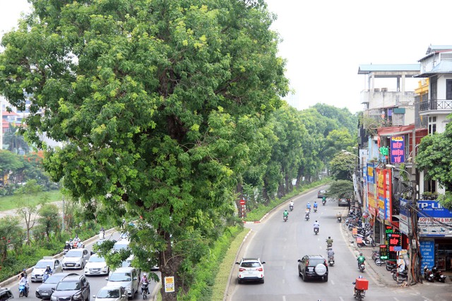 
Trong những ngày nắng nóng đỉnh điểm ở Thủ đô Hà Nội, nhiệt độ ngoài trời đo được là chạm ngưỡng 40 độ C. Những hàng cây cổ thụ trên các tuyến phố là báu vật vô giá, là kho tài sản thiên nhiên của người lao động Thủ đô.
