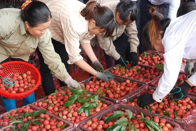 
Có khoảng 260 thương nhân Trung Quốc đang có mặt ở Bắc Giang để mua vải thiều. Ảnh: Bảo Phương/Vietnamnet.
