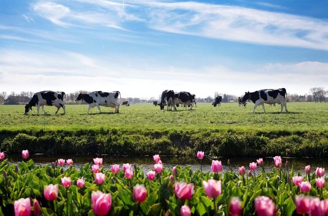 Những trang trại bò sữa khổng lồ của FrieslandCampina tại Hà Lan