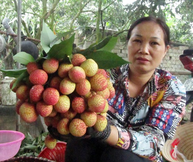 
Quả vải trứng có mẫu mã đẹp, chất lượng thơm ngon.
