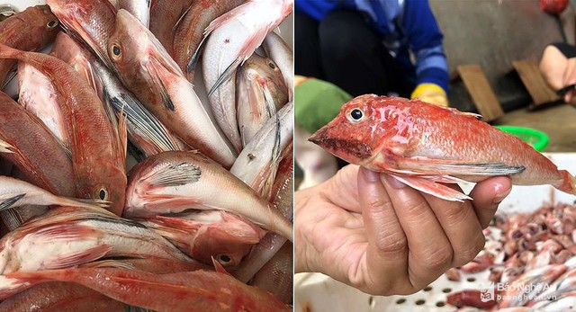 
Ngư dân thỉnh thoảng mới khai thác được một ít cá chuồn. Cá chuồn màu đỏ, đầu to, thịt thơm ngon. Ảnh: Nguyễn Vân
