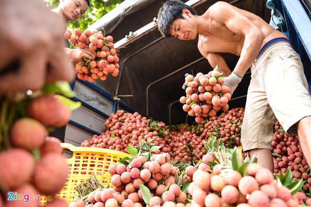 
Chất lượng vải thiều được đánh giá là tốt nhất từ trước đến nay. Ảnh: Hoàng Đông.
