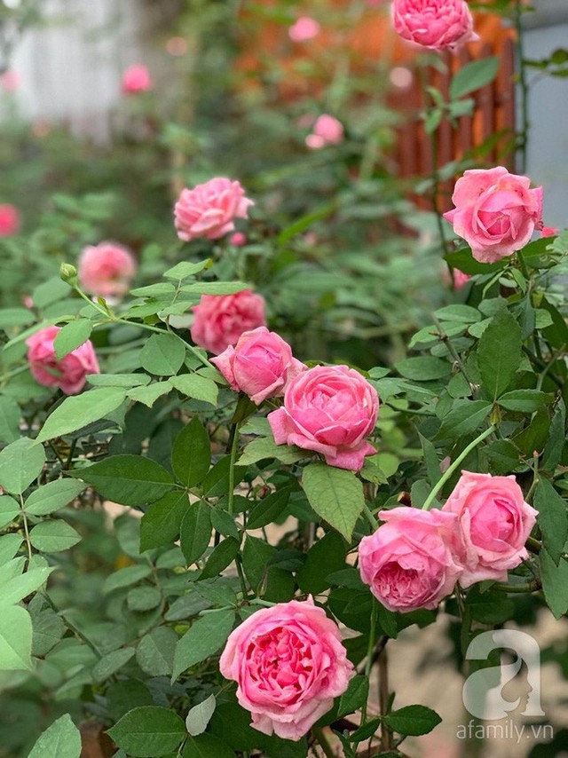
Những loài hồng nở rực rỡ.
