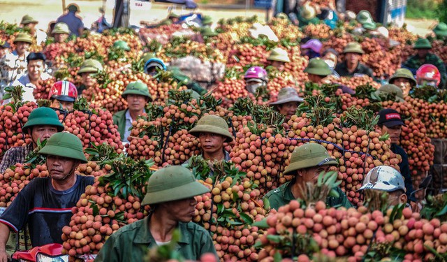 Dọc quốc lộ 31 đoạn qua phố Kim, thị trấn Chũ, nhuộm đỏ vải, trở thành chợ vải khổng lồ. Ảnh: Tuổi trẻ