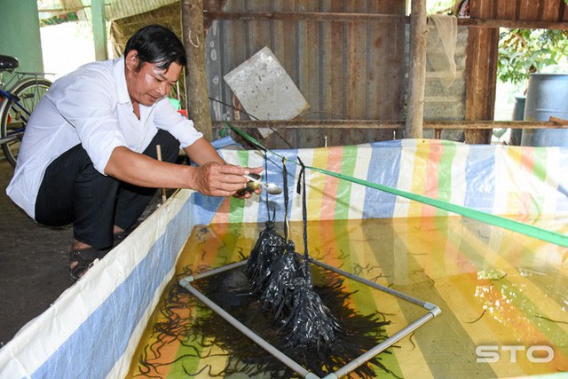 
Trước khi thả nuôi lươn, anh Phương ươm lươn giống để khi nuôi thành phẩm lươn thịt phát triển khỏe mạnh.
