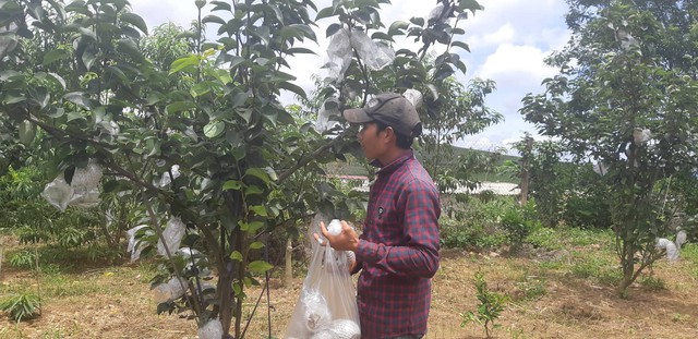 
C&acirc;y l&ecirc; ph&aacute;t triển tốt ở cao nguy&ecirc;n Mộc Ch&acirc;u.

