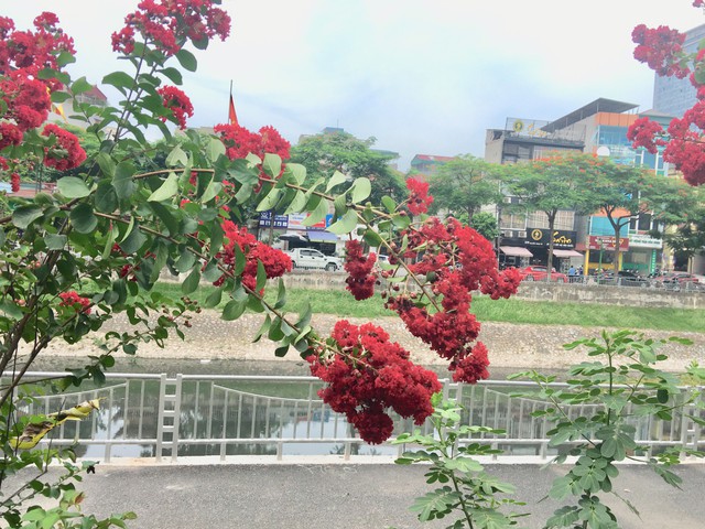 
Với vẻ đẹp này, không phải ngẫu nhiên hoa tường vi lại được yêu thích và thu hút nhiều đến vậy. 
