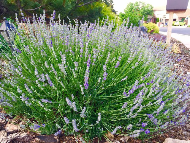 
Hoa lavender thơm nên mỗi lần con vui chơi ở vườn gần những khóm hoa này chị luôn phải để ý.
