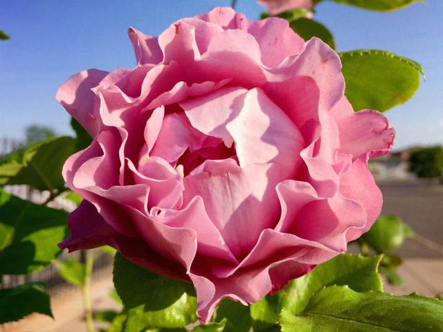 
Những loại hồng đủ kiểu dáng, màu sắc trong khu vườn nhà chị.
