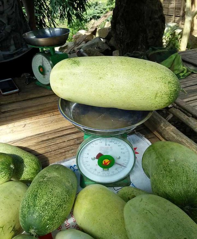 
Dưa m&egrave;o T&acirc;y Bắc đang v&agrave;o vụ thu hoạch
