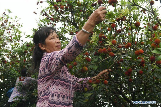 Loại quả từng làm mưa làm gió ở Việt Nam đang vào mùa thu ở TQ - Ảnh 1.