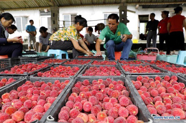 Loại quả từng làm mưa làm gió ở Việt Nam đang vào mùa thu ở TQ - Ảnh 8.