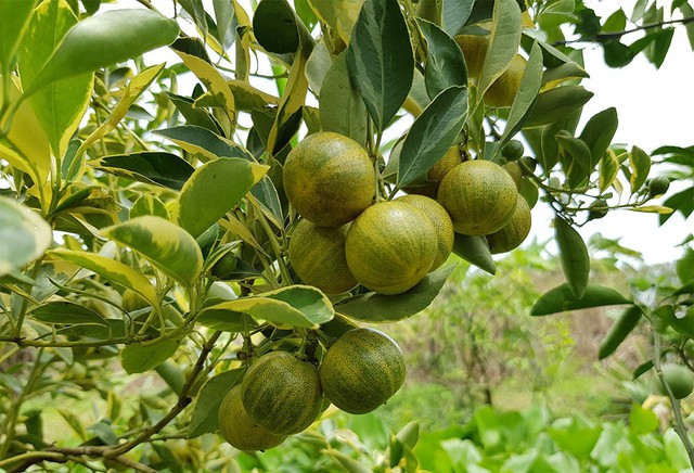 C&acirc;y tắc &aacute;o sọc đổi m&agrave;u si&ecirc;u lạ x&ocirc;n xao miền T&acirc;y khiến đại gia S&agrave;i G&ograve;n l&ugrave;ng mua - Ảnh 6.