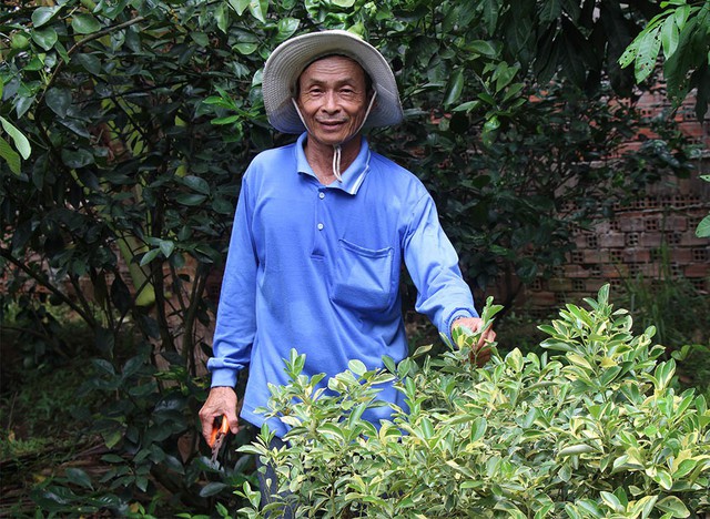 C&acirc;y tắc &aacute;o sọc đổi m&agrave;u si&ecirc;u lạ x&ocirc;n xao miền T&acirc;y khiến đại gia S&agrave;i G&ograve;n l&ugrave;ng mua - Ảnh 9.
