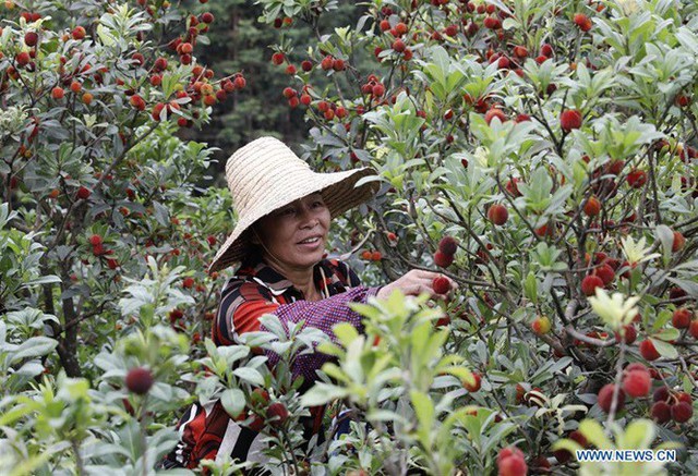 Loại quả từng làm mưa làm gió ở Việt Nam đang vào mùa thu ở TQ - Ảnh 3.