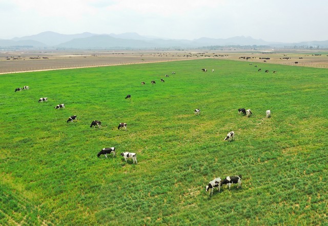 
Các trang trại bò sữa Organic của Vinamilk là một trong những điểm nhấn được Hội nghị đánh giá cao

