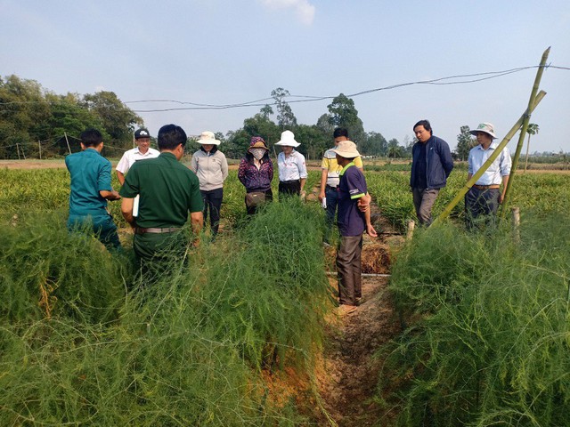 
Thăm quan mô hình trồng rau vua-măng tây xanh tại hộ anh Thành, xã Bình Thủy, huyện Châu Phú, tỉnh An Giang.
