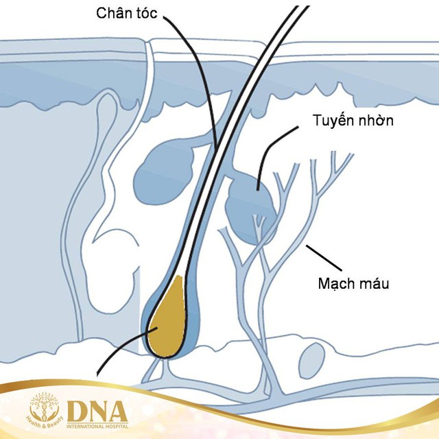 Nang tóc đóng vai trò quyết định trong việc sở hữu mái tóc chắc khỏe, chống rụng tóc ở người