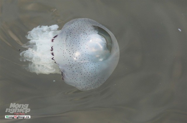 
Một con sứa nổi lên mặt nước.
