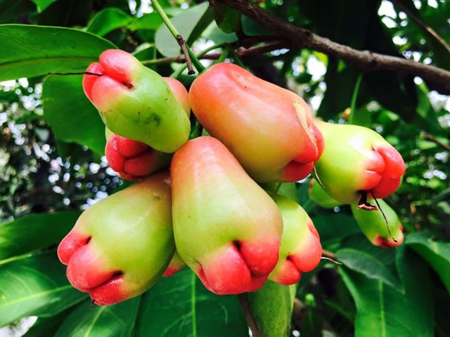 
Cách đây hơn 10 năm, trong một lần đi ghi hình tại Lái Thiêu, Việt Trinh bị thu hút bởi khu đất trồng đầy măng cụt. Chị ao ước sở hữu riêng một mảnh vườn như thế nên hỏi mua và từng bước cải tạo.
