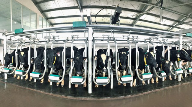 Đàn bò sữa A2 thuần chủng đã được nhập về Việt Nam và hiện đang sinh trưởng tốt tại Tổ hợp Trang trại công nghệ cao tại Thanh Hóa của Vinamilk
