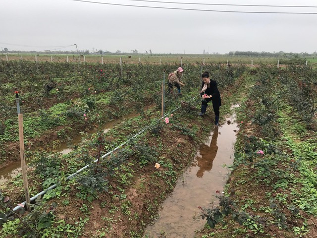 Vườn hoa hồng ngoại được quy hoạch với hệ thống kênh rạch, tưới tiêu tự động để đảm bảo những gốc hoa luôn được cấp đủ nước và không bị ngập úng.