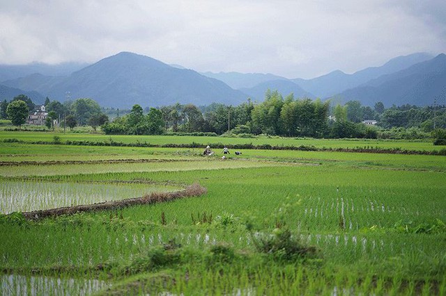 
Cánh đồng lúa xanh tốt.
