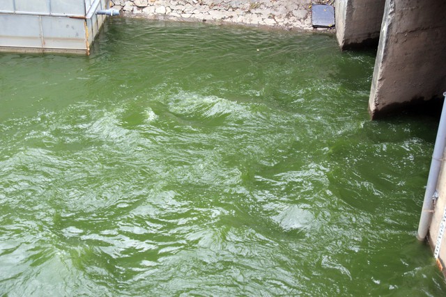 Công ty Thoát nước Hà Nội nói gì về việc xả nước hồ Tây ảnh hưởng đến thí nghiệm xử lý ô nhiễm ở sông Tô Lịch? - Ảnh 2.
