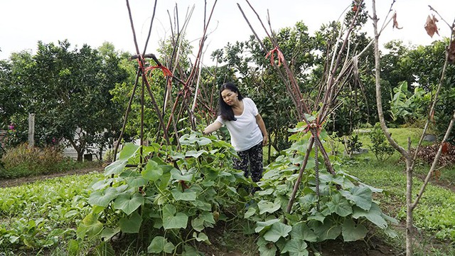 
Mong muốn ban đầu chỉ là có vườn rau sạch để ăn, sau 3 năm, bà Tâm đã bán nhà phố để đầu tư hết cho nhà vườn. Ảnh: Trọng Nghĩa.
