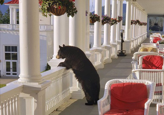 Con gấu đen có vẻ như đang ngắm bình minh tại một khách sạn ở bang New Hampshire vào sáng 29-6. Ảnh: AP