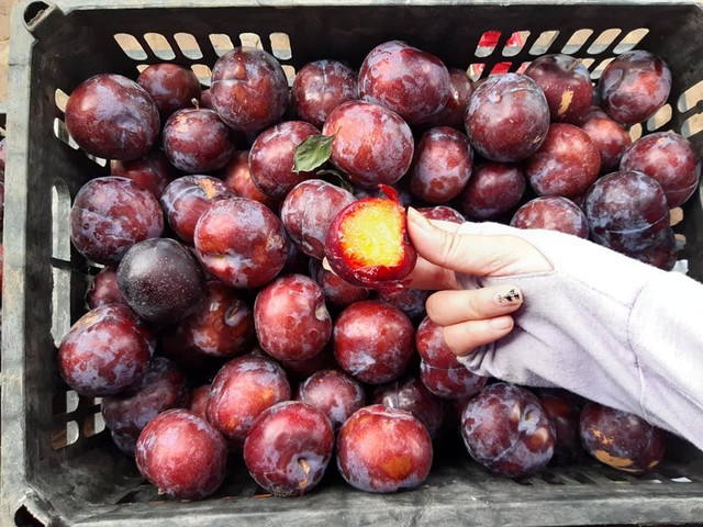 Giá của các loại mận Trung Quốc dao động từ 25.000-50.000 đồng/kg tùy loại