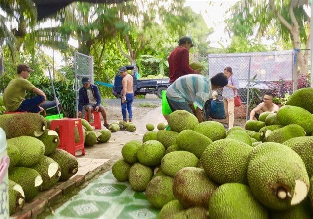 Mít Thái bất ngờ tăng giá 52.000 đồng/kg: Thương lái đổ về vườn tranh mua - Ảnh 1.