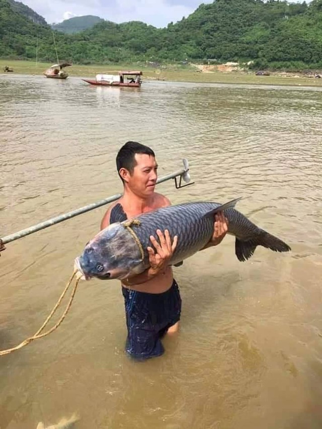 Ngư dân hồ Thác Bà săn được cá trắm “khủng” dài 1,2m - Ảnh 1.