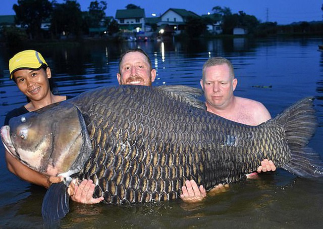 John (đứng giữa) và con cá chép xiêm nặng 105 kg câu được ở Thái Lan hôm 3/7. Ảnh: BNPS.