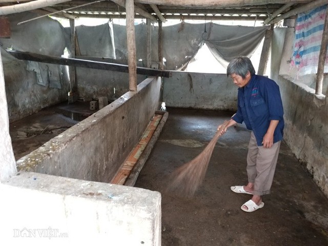 
Ông Trần Văn Tự ở Bình Lục (Hà Nam) quét dọn chuồng lợn để chuẩn bị chuyển sang nuôi bò.
