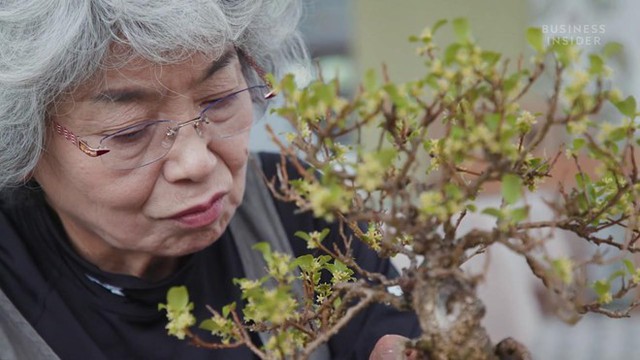 
Bà Chiako Yamamoto là nghệ nhân đời thứ 4 trong nghề trồng cây bonsai. Ảnh: Business Insider.
