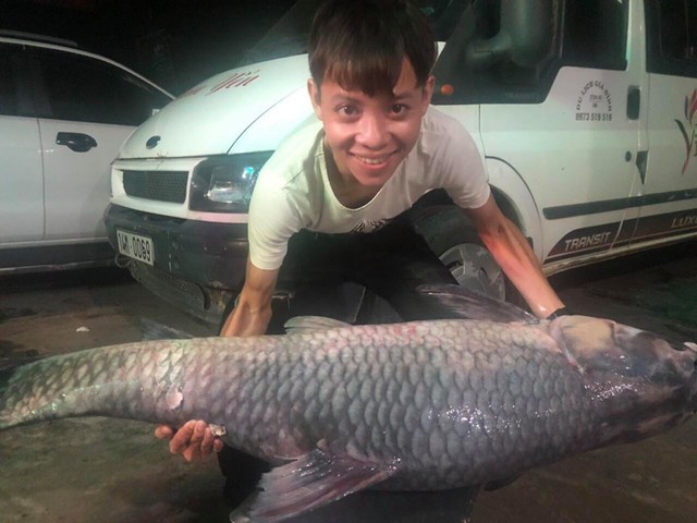 Bắt được cá trắm “khủng” dài 1,5m ở hồ Thác Bà - Ảnh 1.