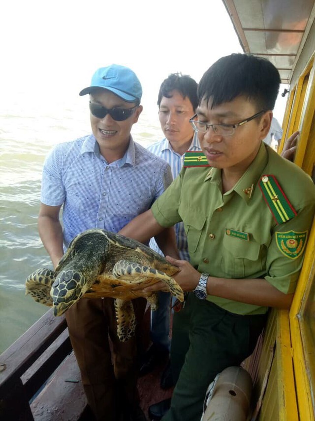  Tắm biển Đồ Sơn du khách bắt được loại đồi mồi quý hiếm nặng 14,5 kg  - Ảnh 3.