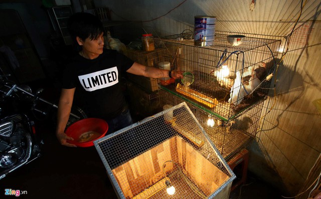 T&acirc;y Ninh: B&aacute;n g&agrave; Onagadori đo đu&ocirc;i t&iacute;nh tiền, gi&aacute; trăm triệu mỗi con - Ảnh 10.