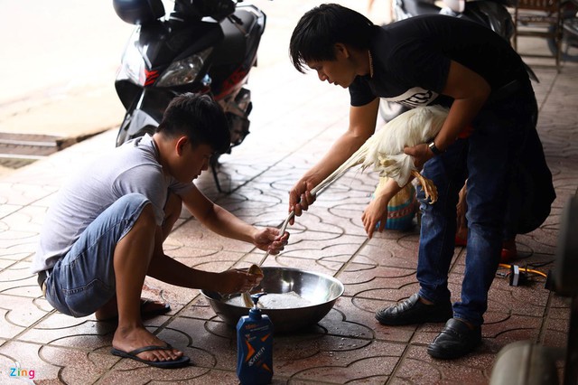 Tây Ninh: Bán gà Onagadori đo đuôi tính tiền, giá trăm triệu mỗi con - Ảnh 3.