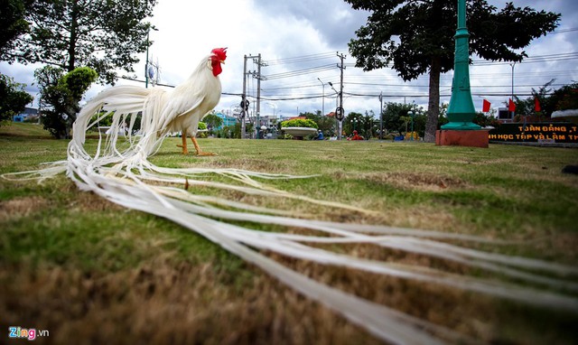 T&acirc;y Ninh: B&aacute;n g&agrave; Onagadori đo đu&ocirc;i t&iacute;nh tiền, gi&aacute; trăm triệu mỗi con - Ảnh 5.