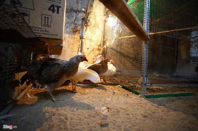Tây Ninh: Bán gà Onagadori đo đuôi tính tiền, giá trăm triệu mỗi con - Ảnh 8.