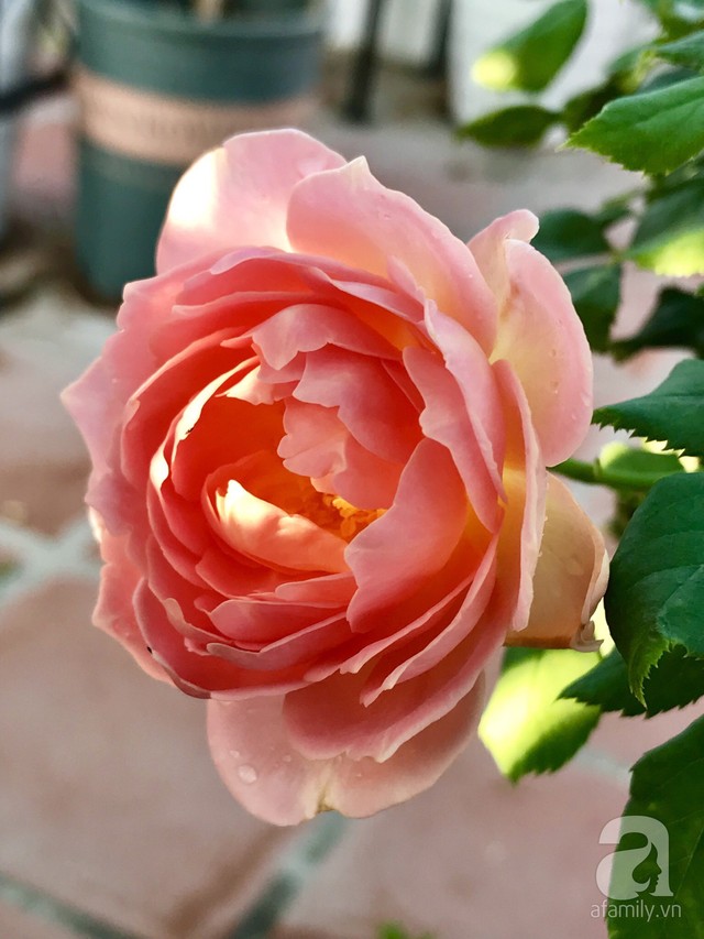 Sân thượng hoa hồng đẹp mộng mơ như trong cổ tích của cô giáo dạy Văn ở thành phố biển Nha Trang - Ảnh 31.