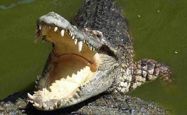 Kinh hoàng: Bé trai bị cá sấu ăn thịt ngay trước mắt người thân - Ảnh 1.