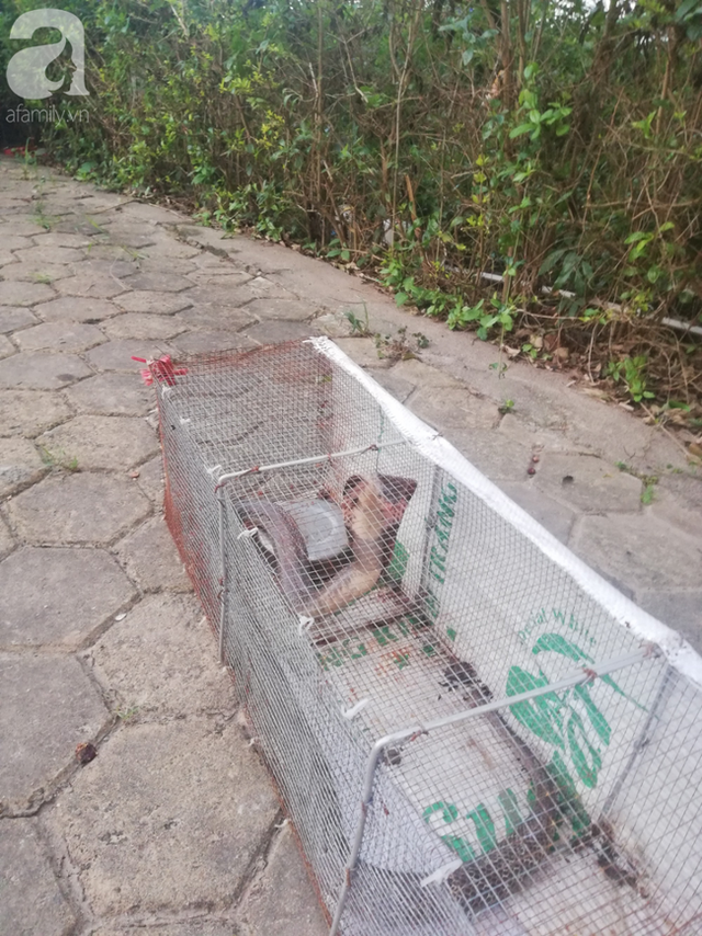 Cận cảnh bẫy rắn hổ mang chúa dài hàng mét, từng tấn công người đi đường tại khu đô thị Hà Nội - Ảnh 1.