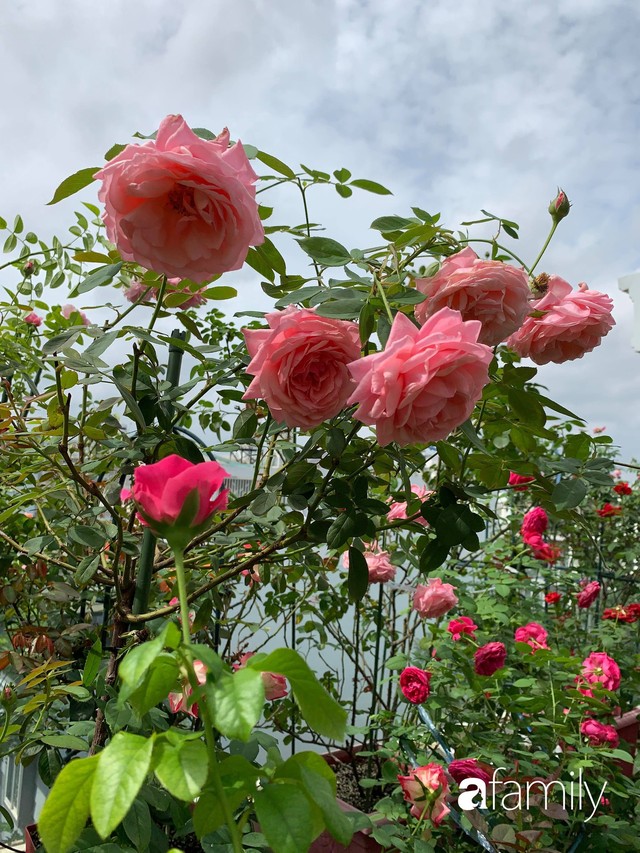 Lạc lối khi bước vào vườn hồng trên sân thượng của bà mẹ hai con ở TP. HCM - Ảnh 15.